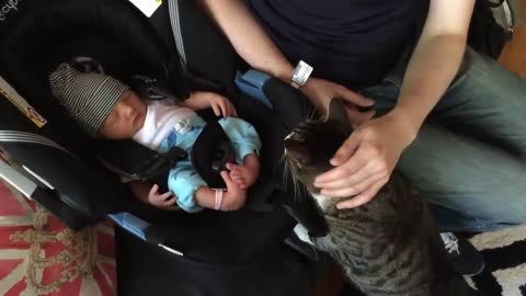 Cats meet the newborn babies................