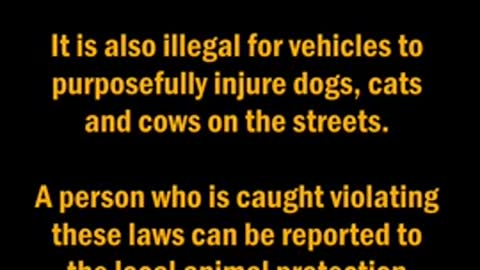 Police vehicle runs over a Dog - Animal Cruelty