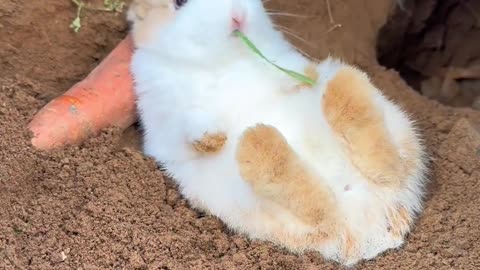 The leisurely rabbit enjoys the world