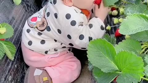 Cute Babies funny videos eating cherry from tree😂