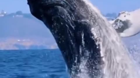 Whales jumping out of the water