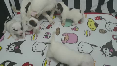 Puppy Playing with his kids
