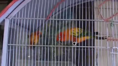 My sun conure parrot