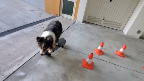 Doggy Puts Incredible Skateboard Skills on Display