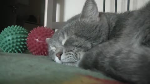 Cutiiee sleeplerrr cat