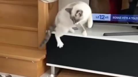 top funny cats videos