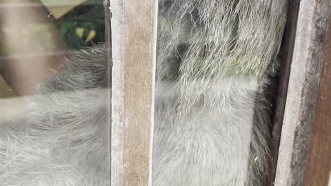 Silly Sloth Won't Let Go of Door