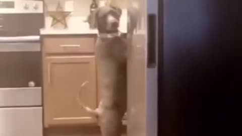 Dog caught stealing food