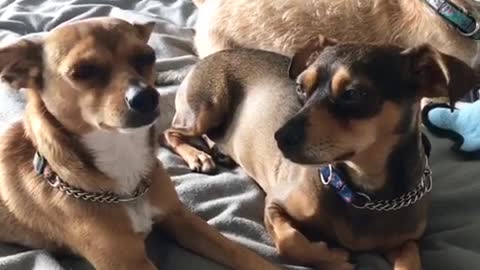 Brown dog laying in bed doesn't like other dog getting scratched