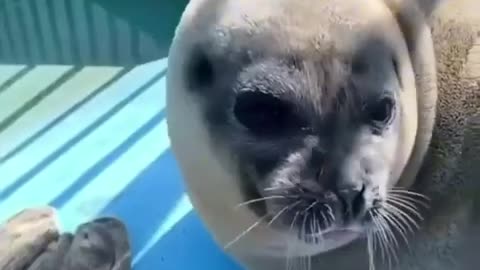 1000$ If you watch video twice🤣😂🤣 Funny animals of 2024🤣😂🤣 #funny #pets #shorts