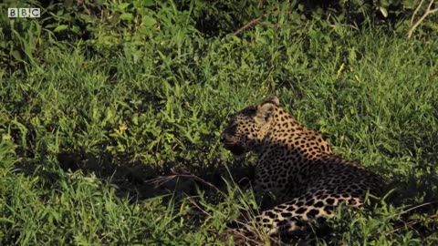 Why did this Leopard Mother Fight Her Own Daughter?