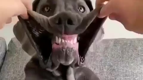 Great Dane Video 13