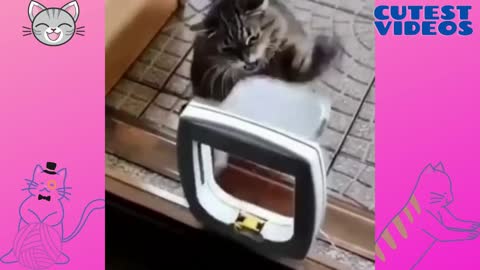 Cat upset at the door