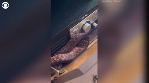 Australian woman finds snake hiding in cabinet
