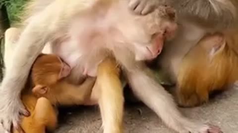 Monkey Family 🐒
