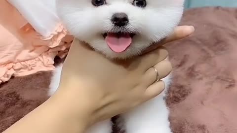 Cute Dog is making funny Faces
