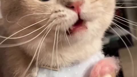 Little kitten waking up his mommy 🐈