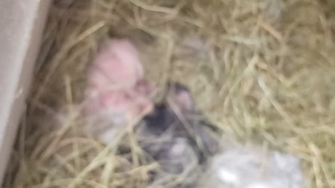 Few Day Old Baby Bunnies