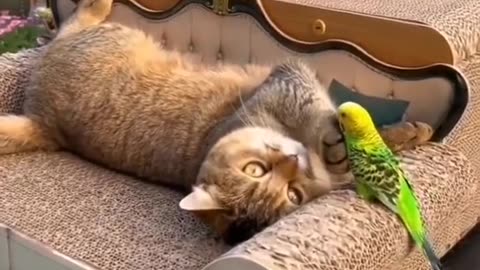 Cute cats vs cute farita video funny shorts