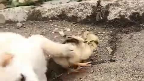 Cute baby dog playing with chicken