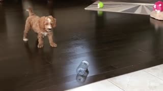 Growling puppy takes on his water bottle nemesis