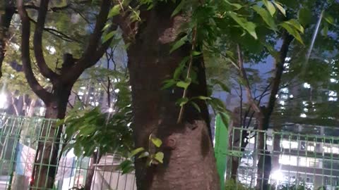 Wondering how grass is growing on the tree.