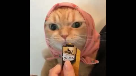 cat eating cat
