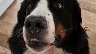 Boop the snout with a Bernese Mountain Dog