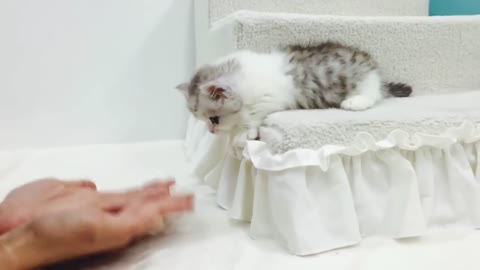 munchkin cat (short leg lovely cat)