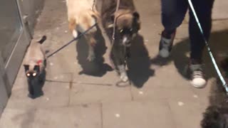 Cat walks on leash with dogs