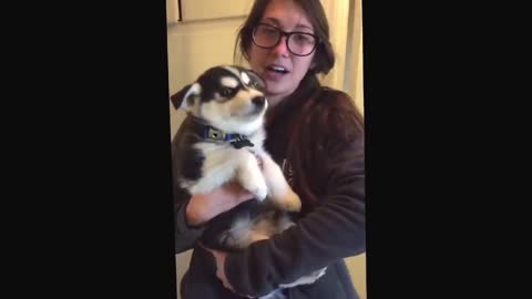 Talking husky puppy