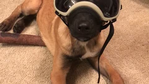Pup really enjoys his new goggles