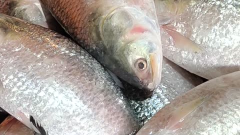 Expensive big hilsa fish video l padma ilish mach video in Fish Market#shorts