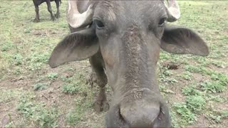 Kids Buffalo Video With Sound - Buffalo and Cow Video