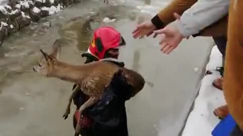 Firefighter saving deer from cold winter drain