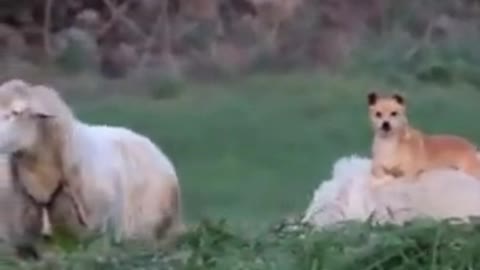 Dog over sheep!!