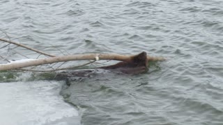 Ice Shelf Collapses under Heavy Beaver and His Branch