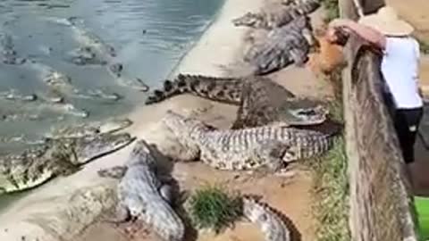 Animal crocodile animal/ animals attack