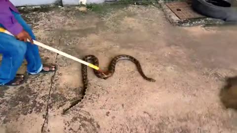 Big snake save wild creature