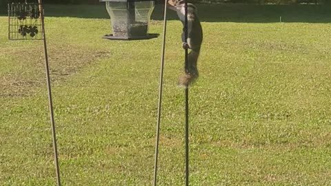 Funny Squirrel on the pole
