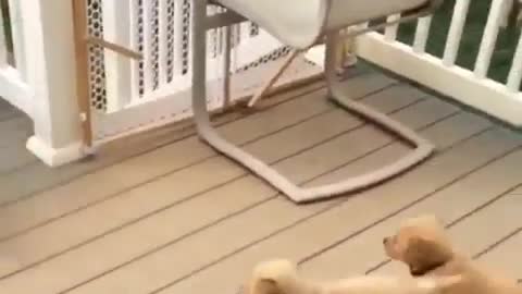 Adorable Puppies Golden Retriever Plays Follow The Mother Game in Family Gathering