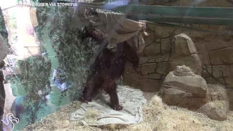 Zoo Orangutans Find Smart Way To Escape The Crowds