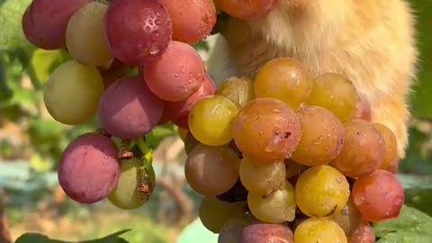 Cute little Bunny eating grapes