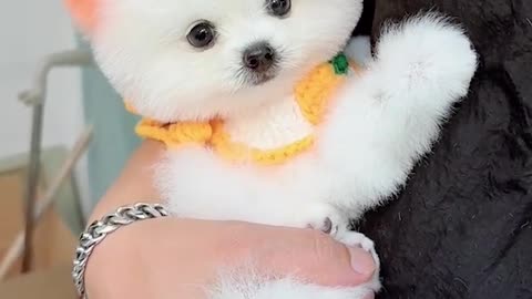 Cute dog! I want to hold it forever~