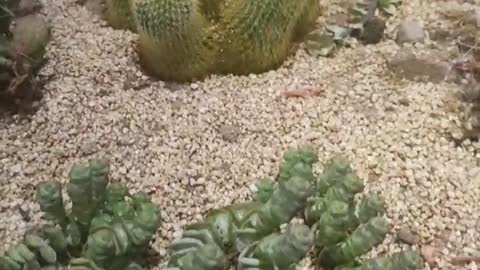 weird cactus