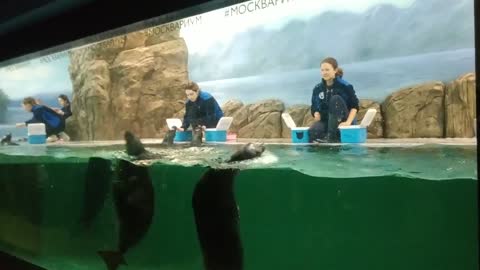 Marine show with trained seals.