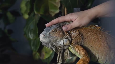 Amazing close up photo woman holding in his arms green lizard iguana