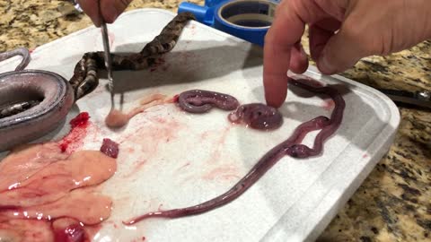 Baby Copper Heads Disection