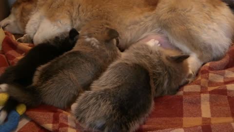 Cute Puupy dogs drinking milk from their mother will make your day