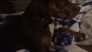 Black dog gives owner side eye for nudging it in bed